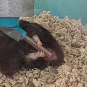 Meet your Posher, Veronica